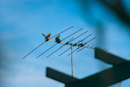 Two Laughing kookaburras sitting on the TV antenna and looking around. Blue sky in the background.の写真素材