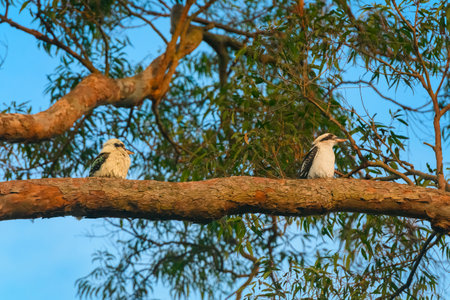 Two Laughing kookaburras sitting on the branch of a gum tree and looking aroundの写真素材