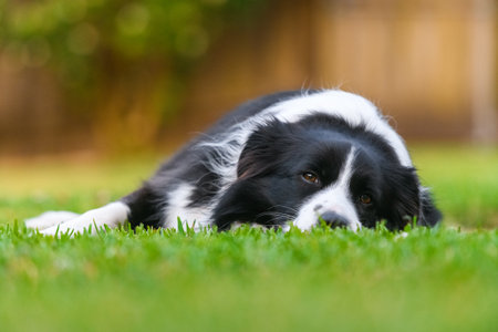 Beautiful Border Collie lying on the grass at sunset, captured in natural light with shallow depth of field and warm bokeh background.の写真素材