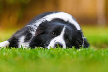 Beautiful Border Collie lying on the grass at sunset, captured in natural light with shallow depth of field and warm bokeh background.の写真素材