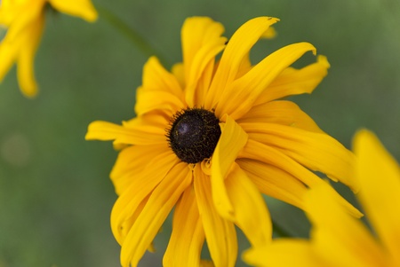 Camomile in the meadow の写真素材