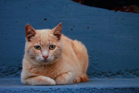 yellow cat with green eyes resting on a blue benchの写真素材