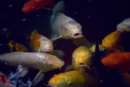 many colored koi fish together in a pond