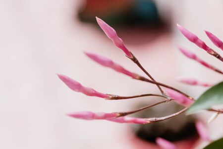 Growth bud pink jasminum polyanthum flowers close up with cream background. Selective focus.の写真素材