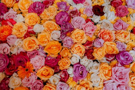 A lot of beautiful and coloured ranunculus roses flowers wallpaperの写真素材
