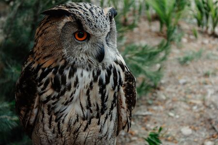 A great eurasian eagle-owl with a green foliage bokeh, with orange eyesの写真素材