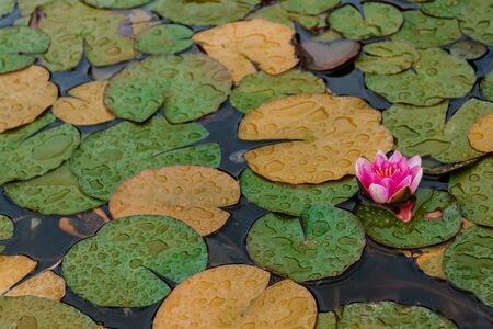 Beautiful nymphaea european with a pink flower and wet green leaves background