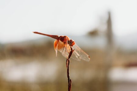 Wallpaper beautiful close up orange dragonfly perched on a twig on a browned bokeh background