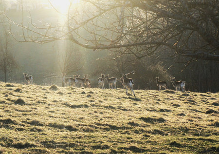 Fallow deers in the meadow at sunrise, UK.の写真素材