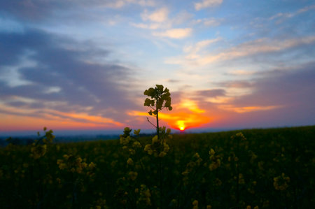 Sunset over rapeseed field in spring, Czech Republic, Europeの写真素材