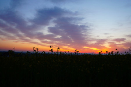 Sunset over a field of colza in the evening. Landscape.の写真素材
