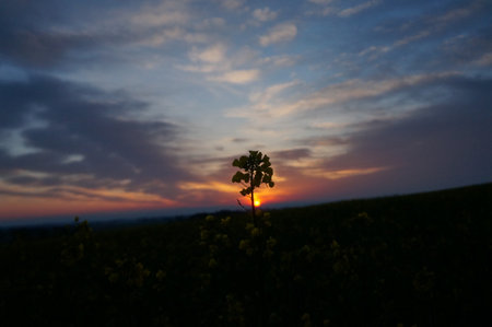 Sunset over a field of colza with a silhouette of a treeの写真素材