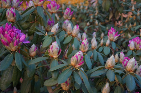 Rhododendron flowers in the botanical garden in springの写真素材