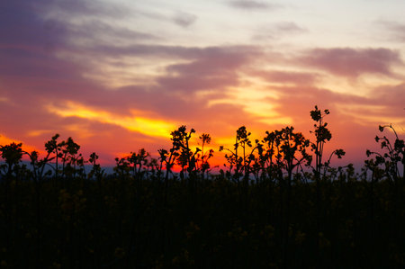 Sunset over a field of rapeseed (Brassica napus)の写真素材