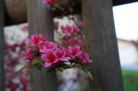 Pink azalea flowers in a Japanese garden, close-upの写真素材