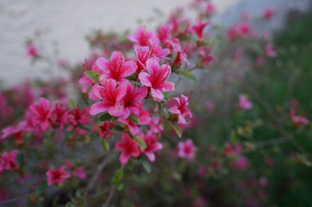 Azalea flowers in the garden. Blooming azalea.の写真素材