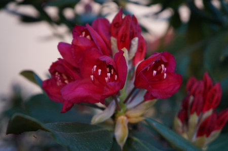 Rhododendron flower close-up on a blurred backgroundの写真素材