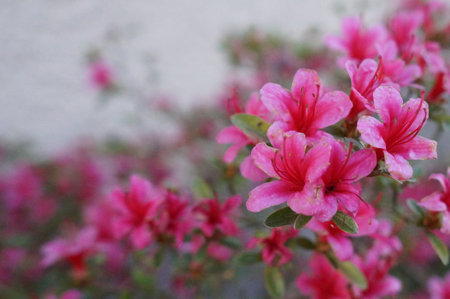 Azalea flowers in the garden. Selective focus. nature.の写真素材