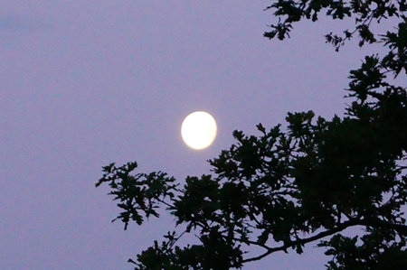 Full moon on the sky in the evening with tree and leaves.の写真素材