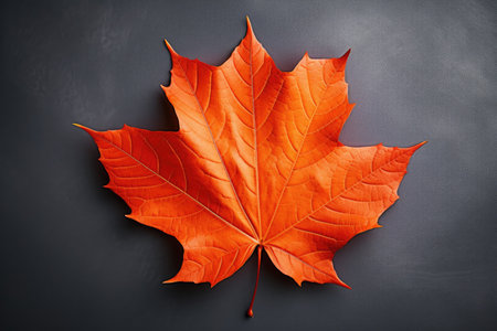 An orange maple leaf on a black backgroundの素材