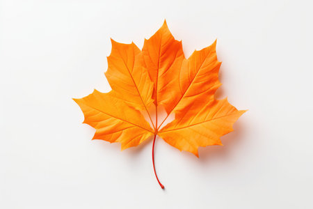 A single orange maple leaf on a white backgroundの素材