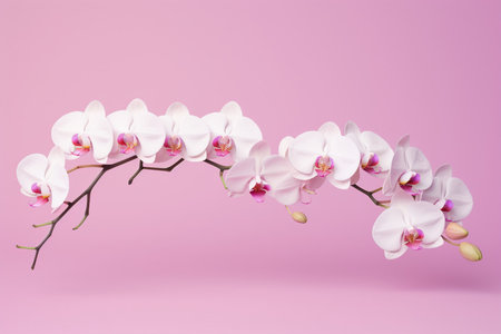 White Orchids on Pink Background: A Study of Graceful Balance and Orderの素材