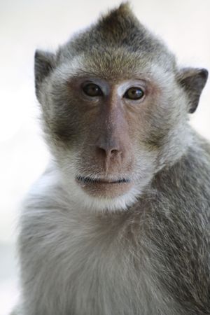 Monkey in Thai Temple 