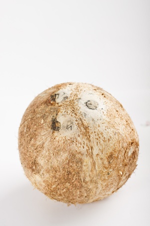 Coconut Shell