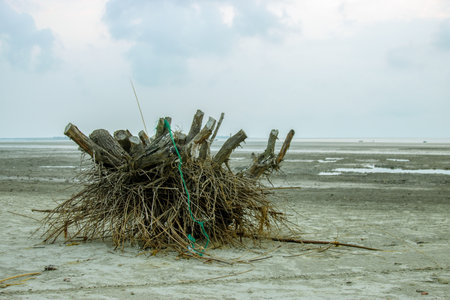 Pile of driftwood on the beach at low tide, Thailandの写真素材
