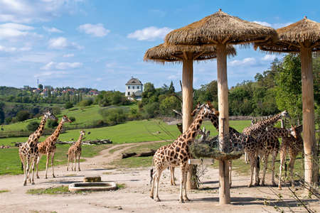 Aviary with African herbivores in Prague Zoo. Herd of giraffes at lunch timeの写真素材