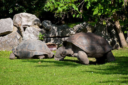 Huge Galapagos tortoise on green grass. Photo taken at the Prague Zooの写真素材