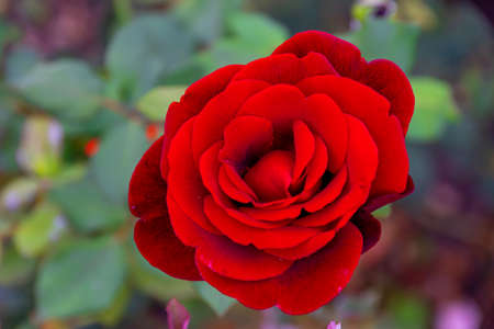 Beautiful blooming red rose, closeup shot. Photo taken in the rose garden in Prague, Czech Republic