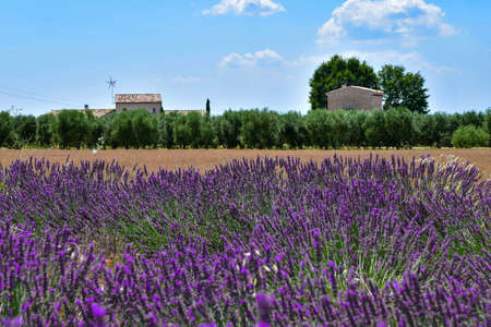 Blooming lavender on a clear summer day. Valensole, Provence, Franceの写真素材