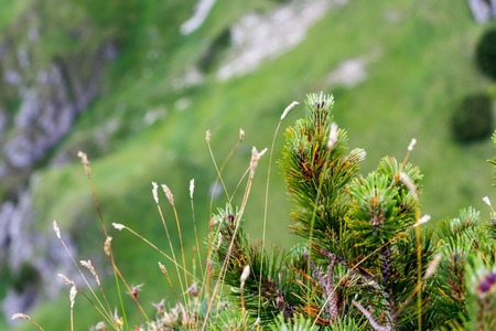 Young Green Pine Branches, Slovakiaの写真素材