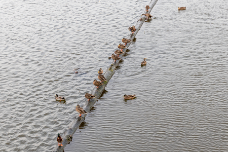 Beautiful ducks on the Vltava river in Prague, Czech Republicの写真素材
