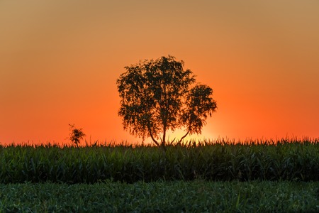 Sunrise over the soya and corn field and one tree in the Pannonian Plain, Serbiaの写真素材