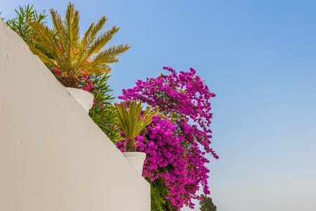 Magenta oleander flowers and two King Sago Palm trees in Sidi Bou Said, Tunisiaの写真素材