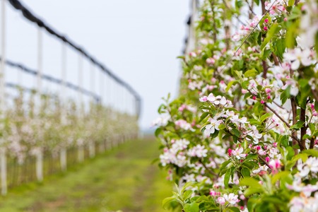 Golden Delicious apple tree flowers at the apple orchard in April, Serbiaの写真素材