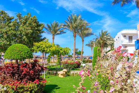 Egyptian garden with flowers in hotel Seagull Beach Resortのeditorial素材
