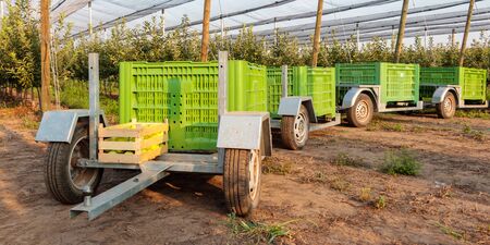 Large green boxes on the trailers in apple orchard, Serbia