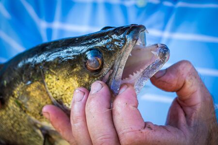Pike perch Stizostedion Lucioperca Zander with open mouth in the hands of the fishermanの写真素材