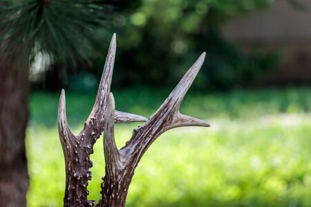 Close up shot of a deer antlers, selective focus, blurred backgroundの写真素材