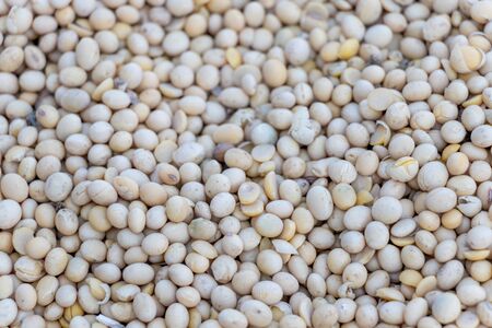 Soybean harvest, heap of dirty soy crop, selective focus of soya beans background, agriculture