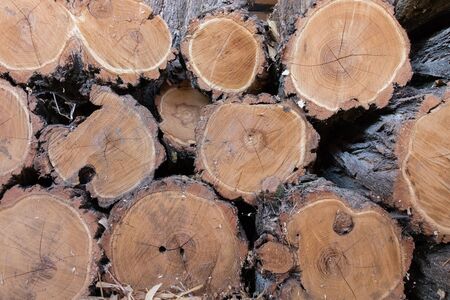 Pile of wood logs. Stack of firewood.