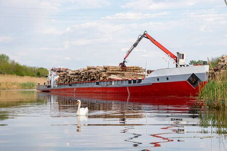 Destruction of the swans â€™natural habitat. Destruction of nature unloading timber logs from a...