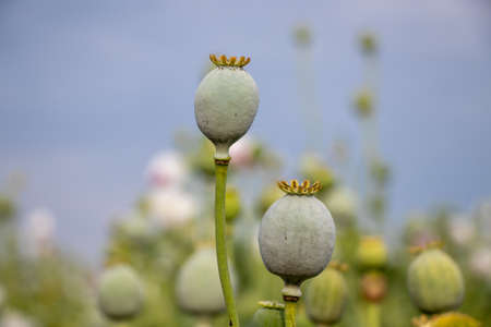 Opium poppy, Papaver Somniferum seed head in agricultural fieldの写真素材