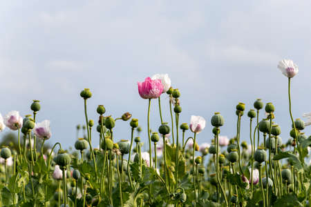 Opium poppy Papaver somniferum seed head and flower in agricultural fieldの写真素材