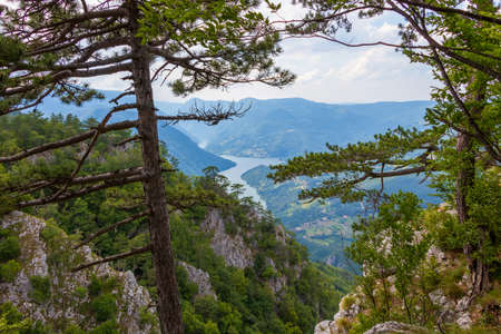 Tara mountain, National park in Serbiaの写真素材