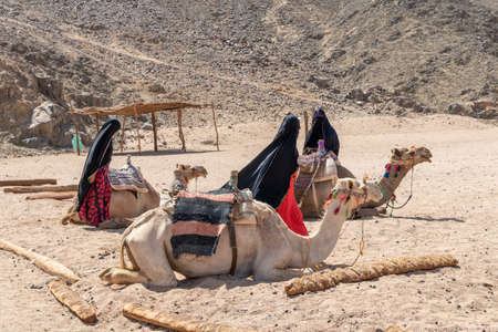 Hurghada, Egypt - October 1, 2020: Muslim bedouin women dressed in hijabs stand next to camels and...
