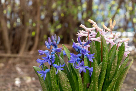 Dutch hyacinth in garden. It is also known as the common hyacinth, garden hyacinth.